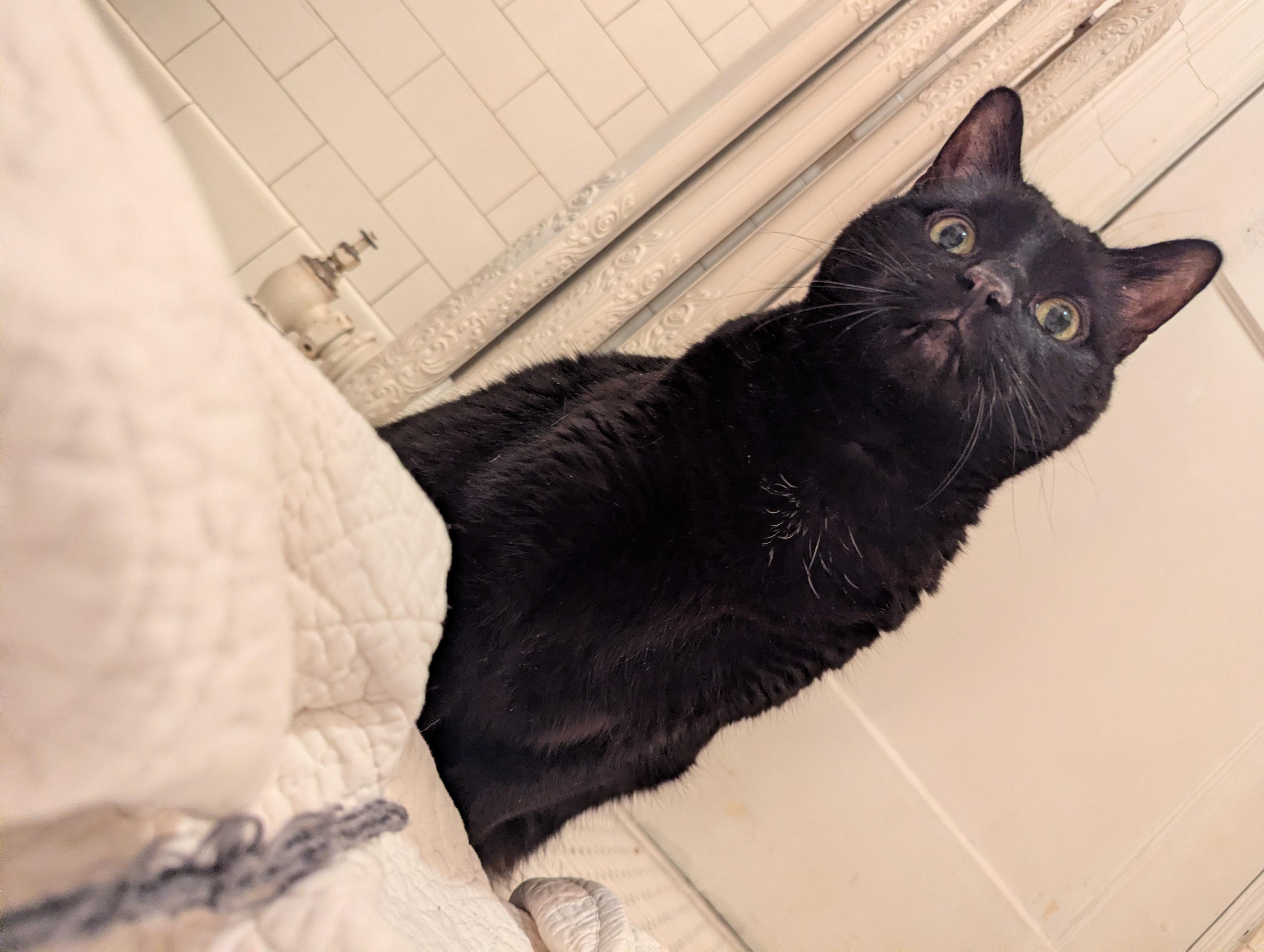 Enlarge Bella, a Adoptable Domestic Short Hair in Livonia, MI image 3/6