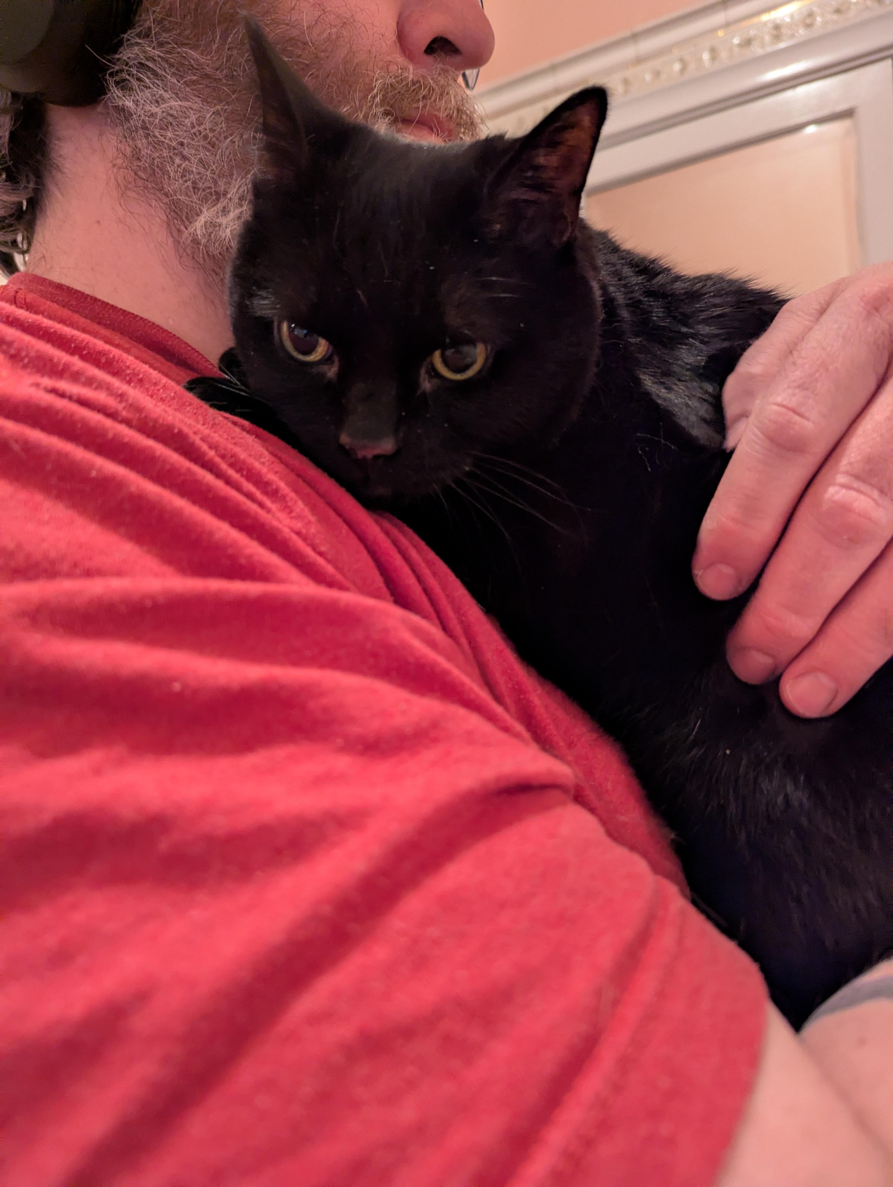 Enlarge Bella, a Adoptable Domestic Short Hair in Livonia, MI image 2/6