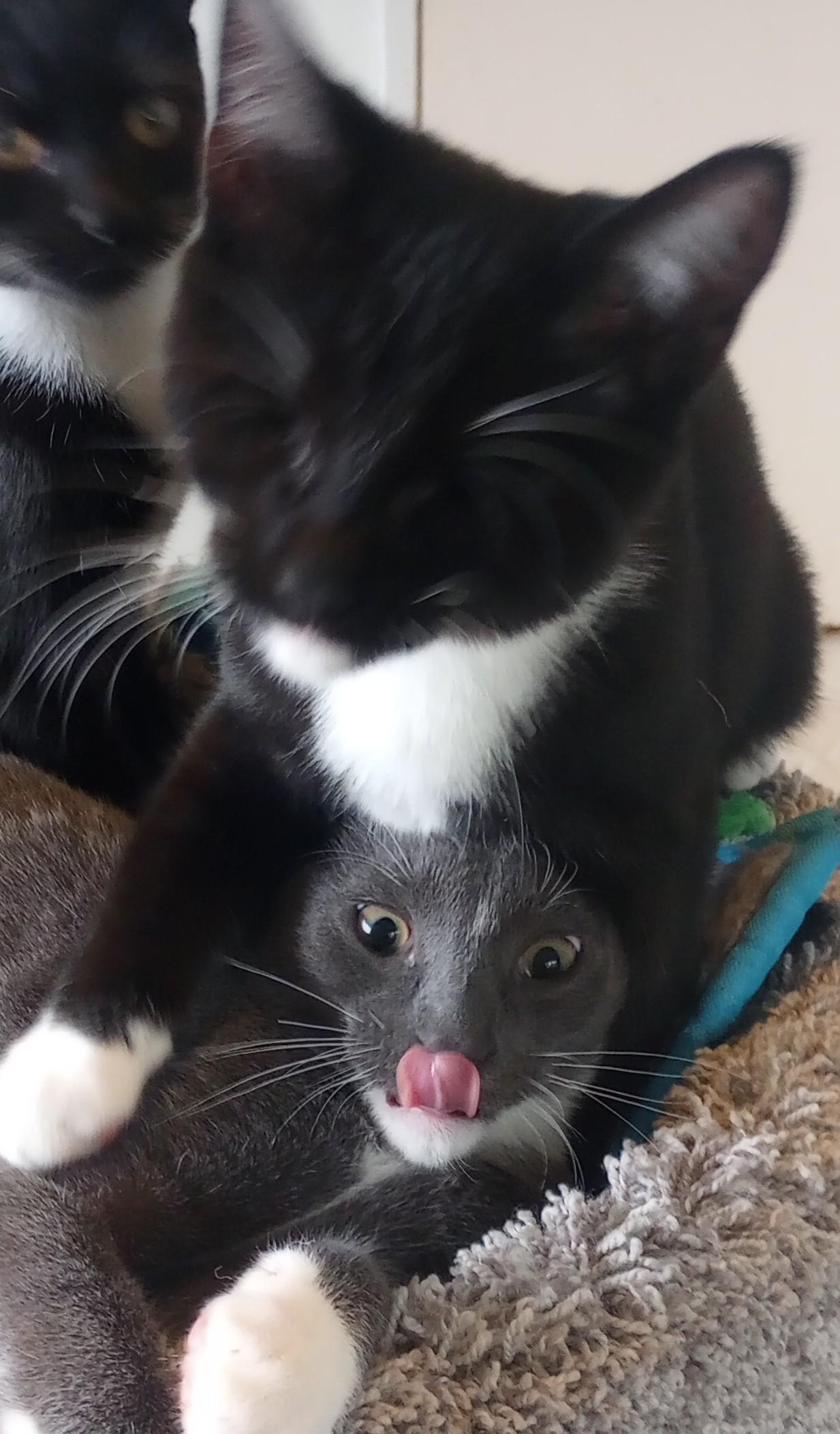 Bernie , Adoptable, Young Male Domestic Short Hair.