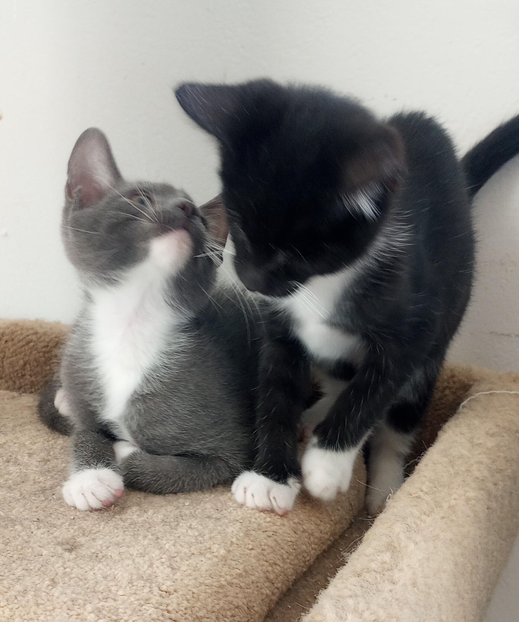 Enlarge Bernie , a Adoptable Domestic Short Hair in Santa Rosa, CA image 2/4