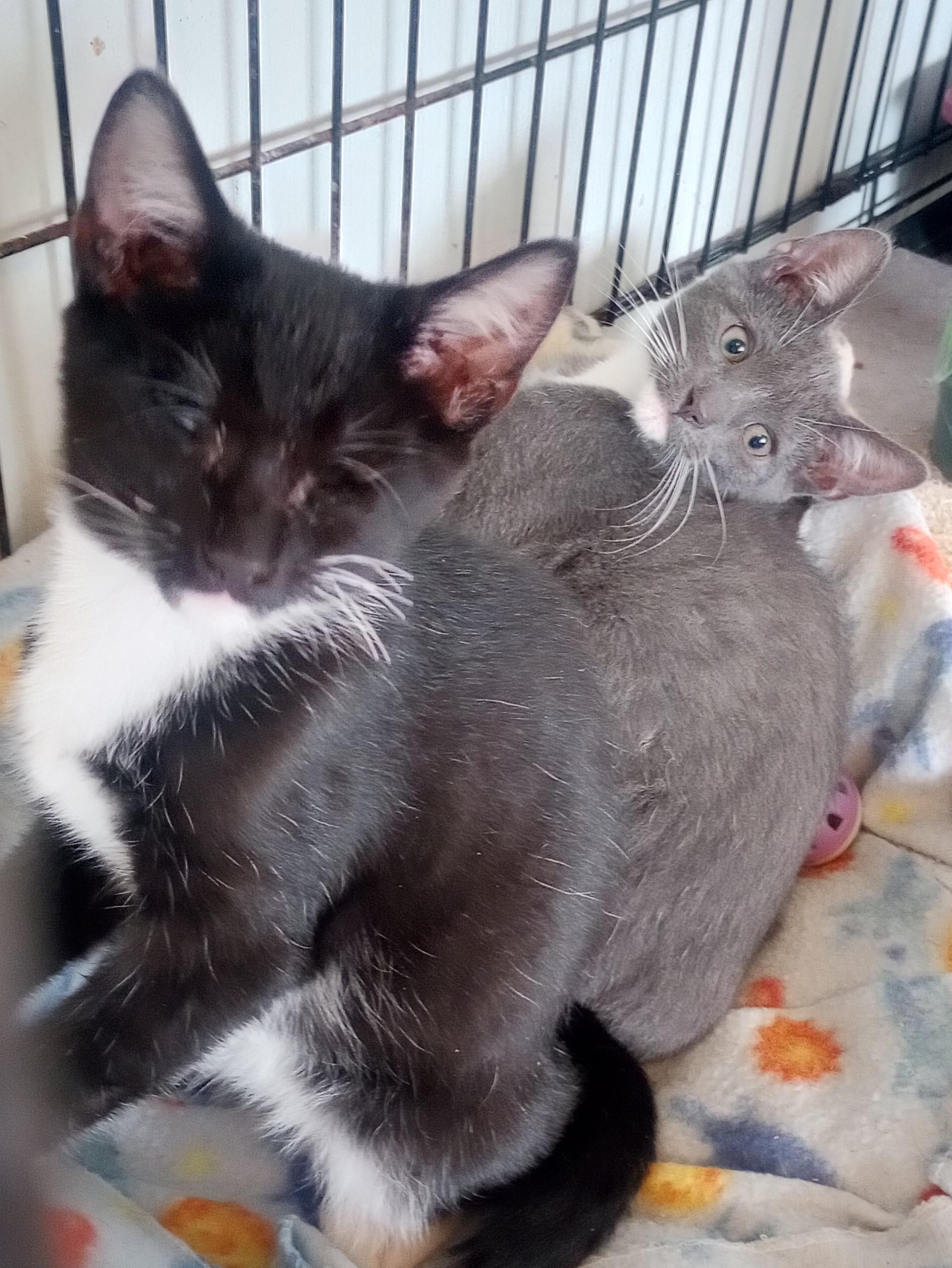 Enlarge Bernie , a Adoptable Domestic Short Hair in Santa Rosa, CA image 3/4