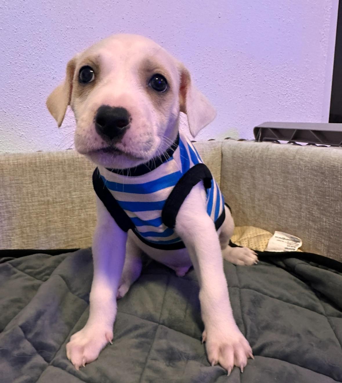 Pierre - The Itty Bitty Pittie, an adoption pending mixed breed in PORTLAND, ME image 1/6