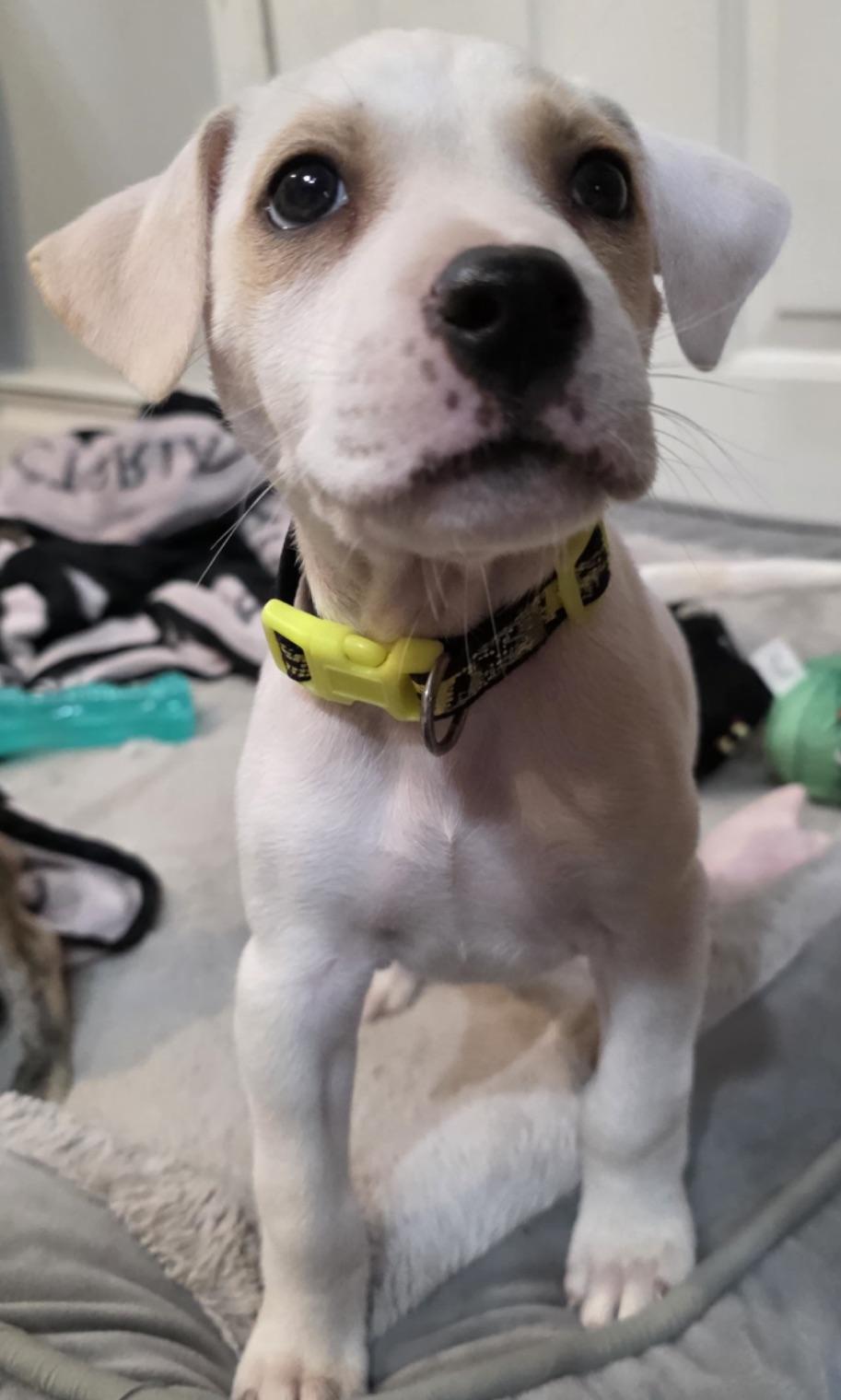 Pierre - The Itty Bitty Pittie, an adoption pending mixed breed in PORTLAND, ME image 2/6