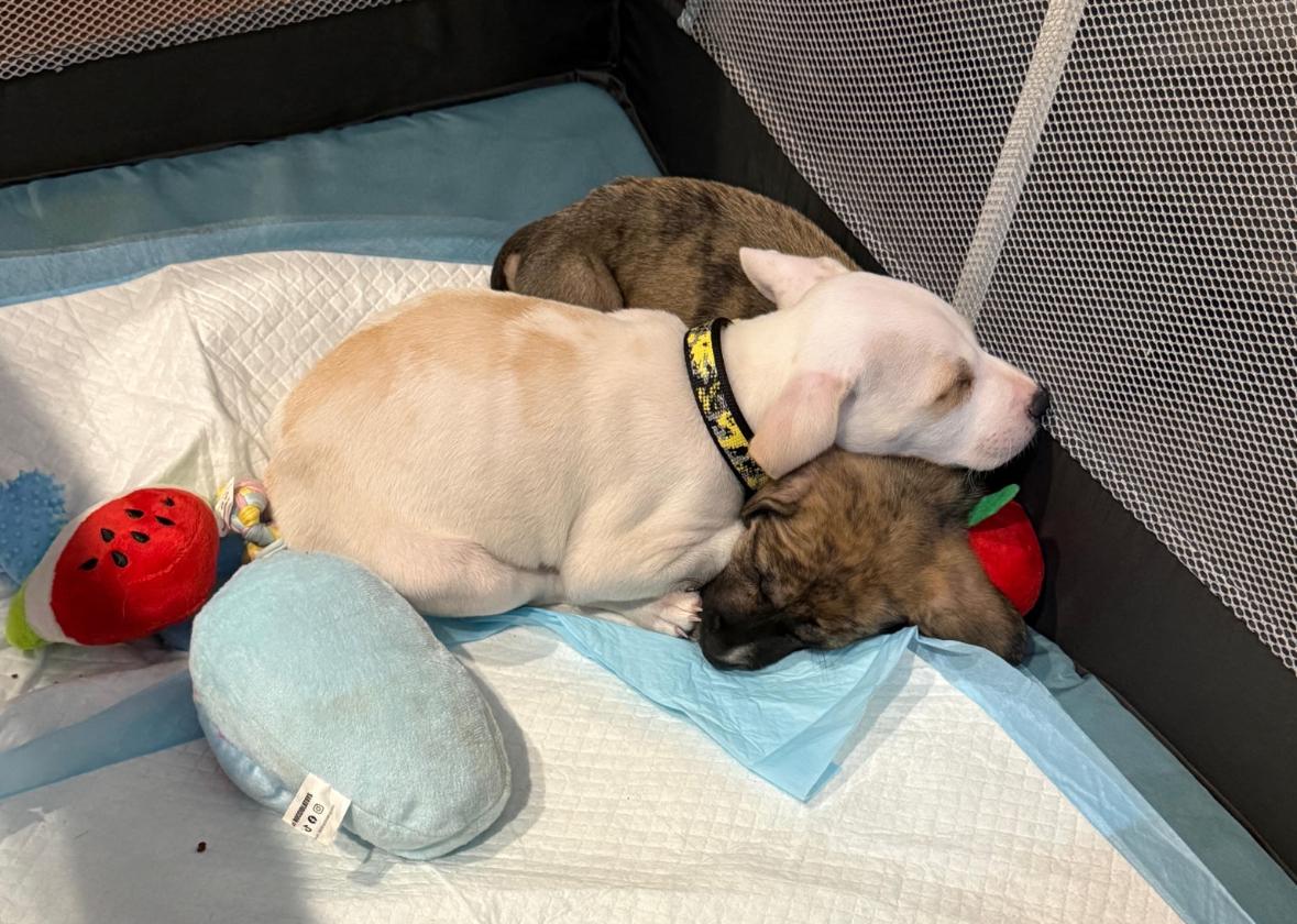 Pierre - The Itty Bitty Pittie, an adoption pending mixed breed in PORTLAND, ME image 3/6