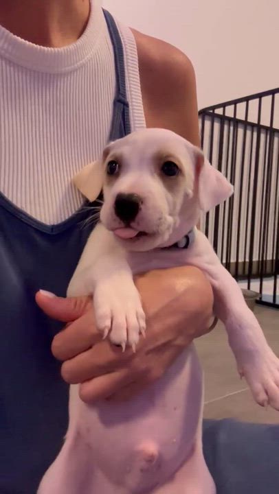 Enlarge Pierre - The Itty Bitty Pittie, an adoption pending mixed breed in PORTLAND, ME video 4/6