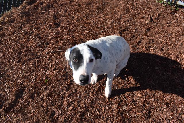 MAYA, Adoptable, Young Female Labrador Retriever & Mixed Breed.