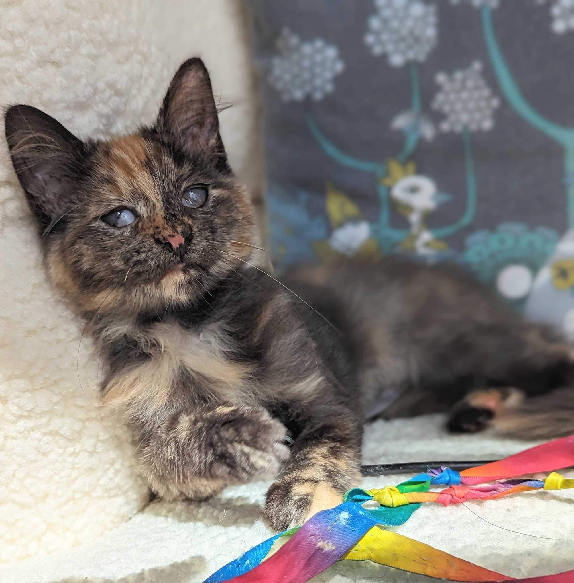 Shanti, Adopted, Kitten Female Tortoiseshell.