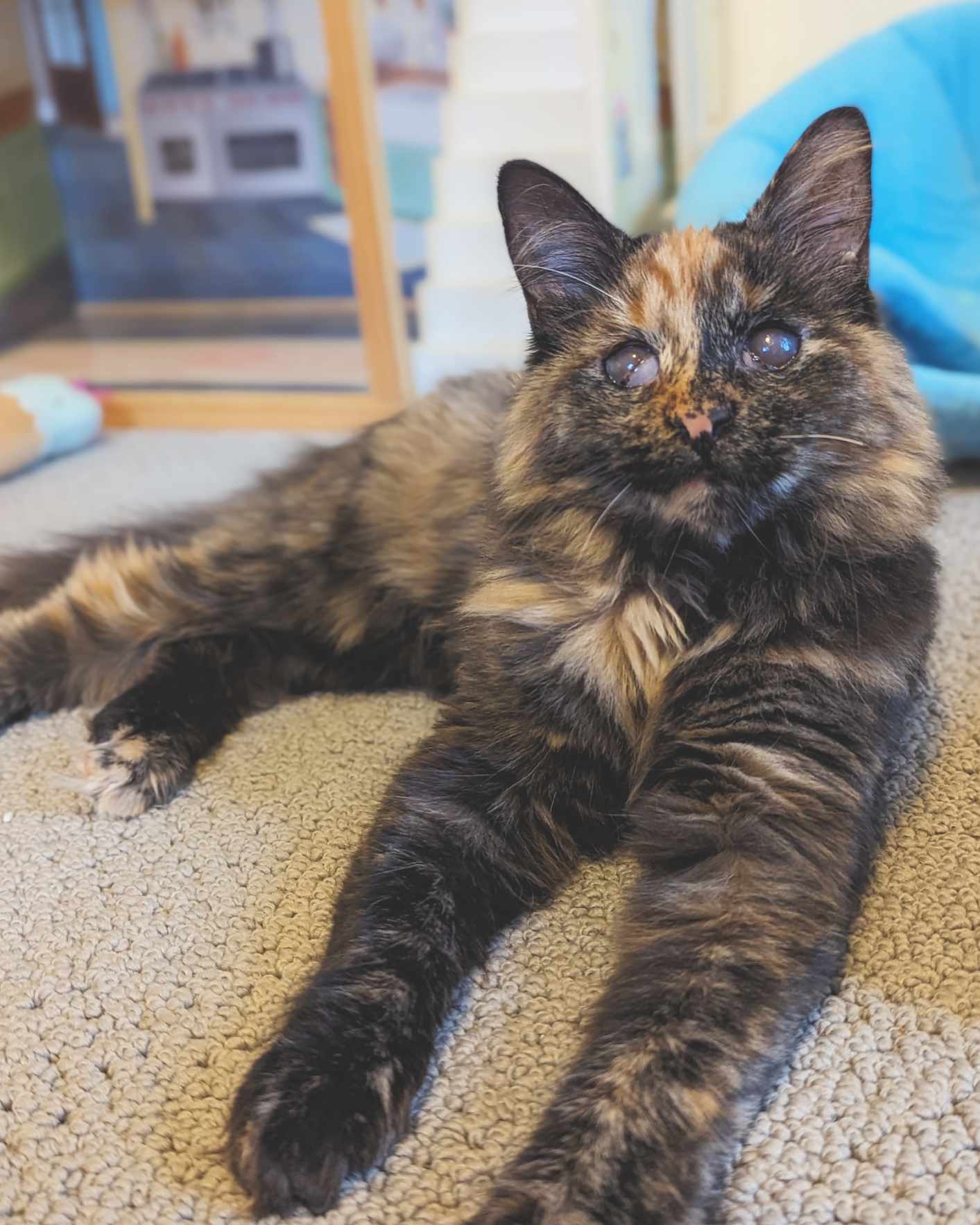 Shanti, a Adopted Tortoiseshell in Mullica Hill, NJ image 2/3