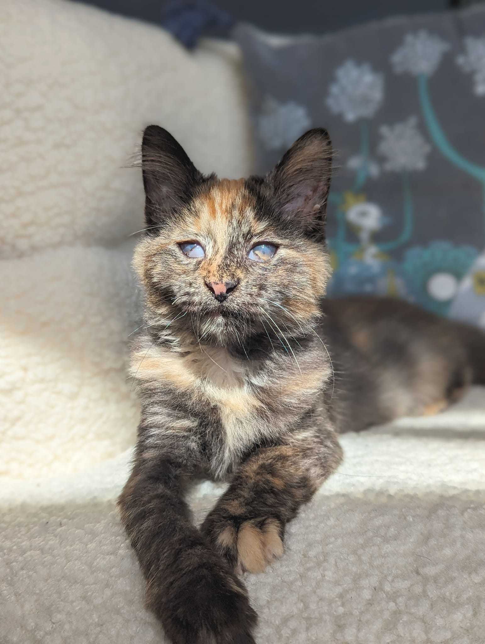 Shanti, a Adopted Tortoiseshell in Mullica Hill, NJ image 3/3