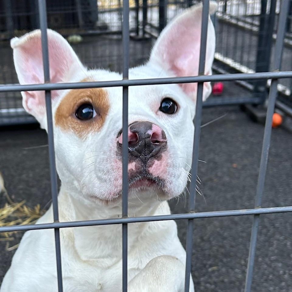 Enlarge Heidi, a ADOPTABLE mixed breed in Bartonsville, PA image 2/6