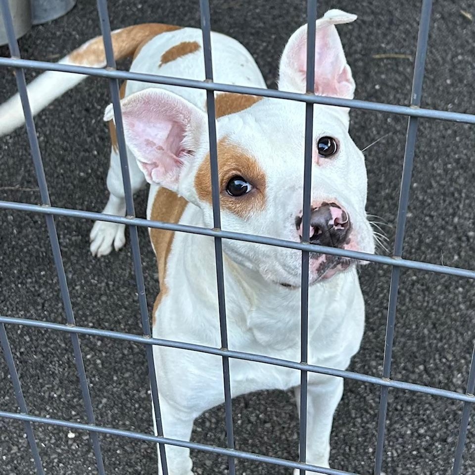 Enlarge Heidi, a ADOPTABLE mixed breed in Bartonsville, PA image 1/6