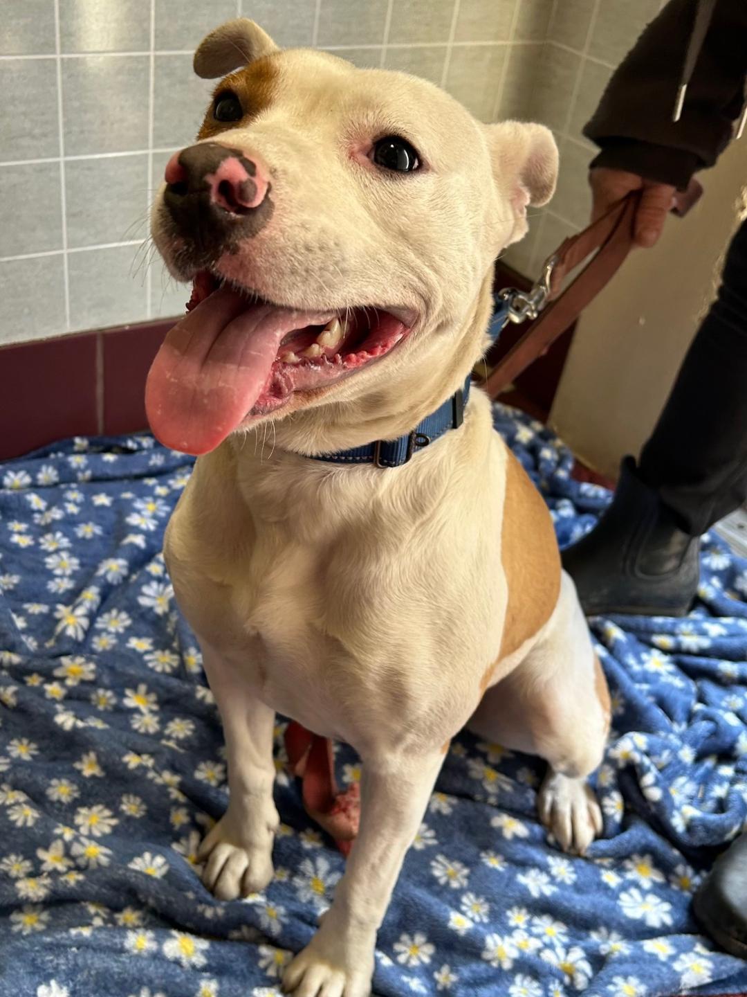 Enlarge Heidi, a ADOPTABLE mixed breed in Bartonsville, PA image 4/6