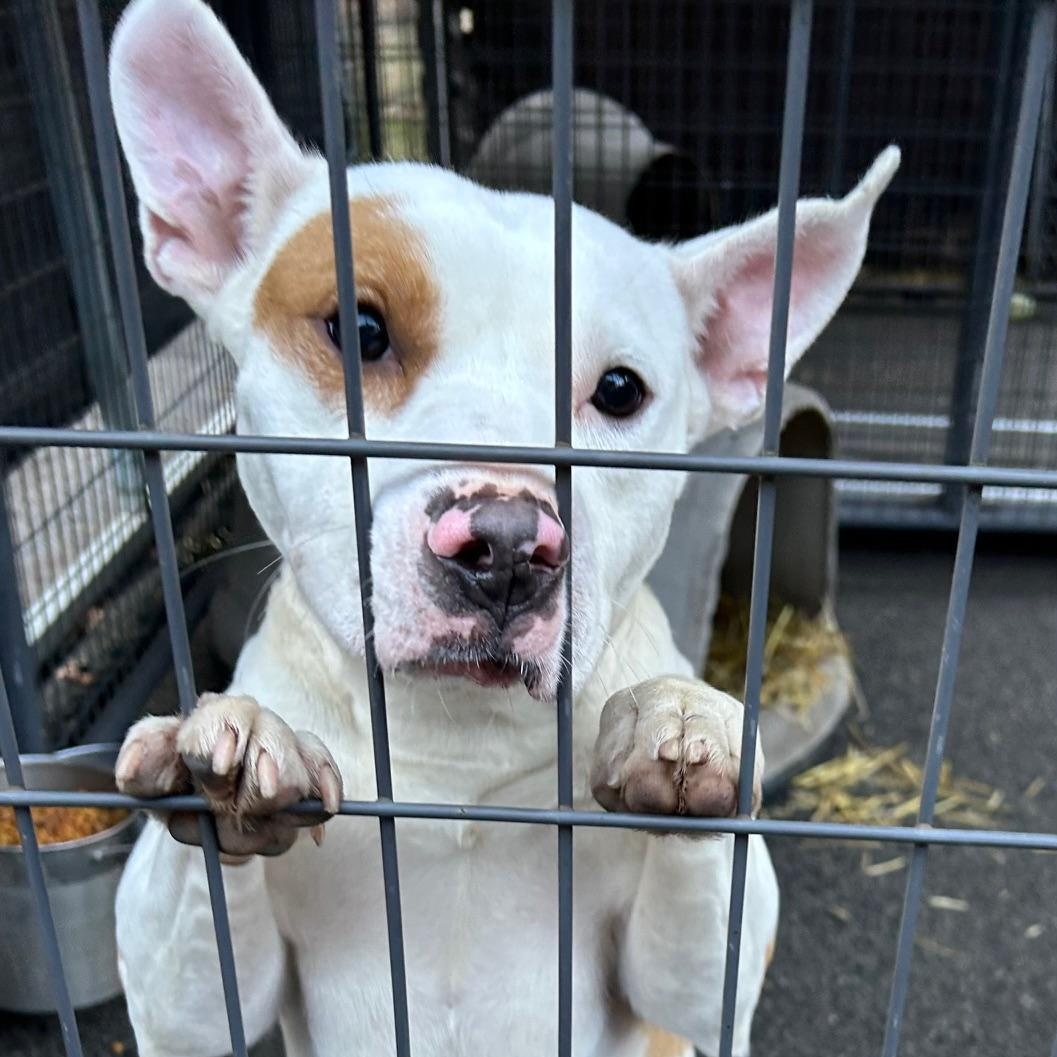 Enlarge Heidi, a ADOPTABLE mixed breed in Bartonsville, PA image 5/6