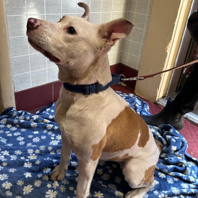 Enlarge Heidi, a ADOPTABLE mixed breed in Bartonsville, PA image 6/6