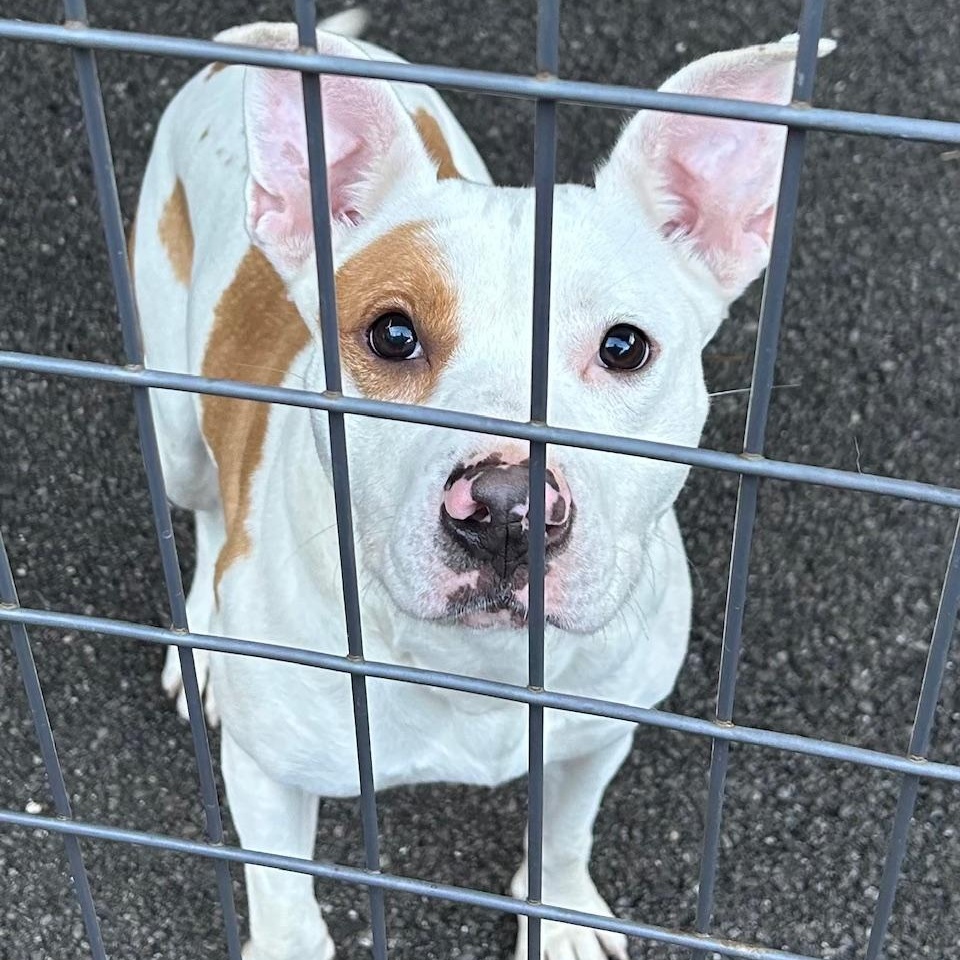 Enlarge Heidi, a ADOPTABLE mixed breed in Bartonsville, PA image 3/6