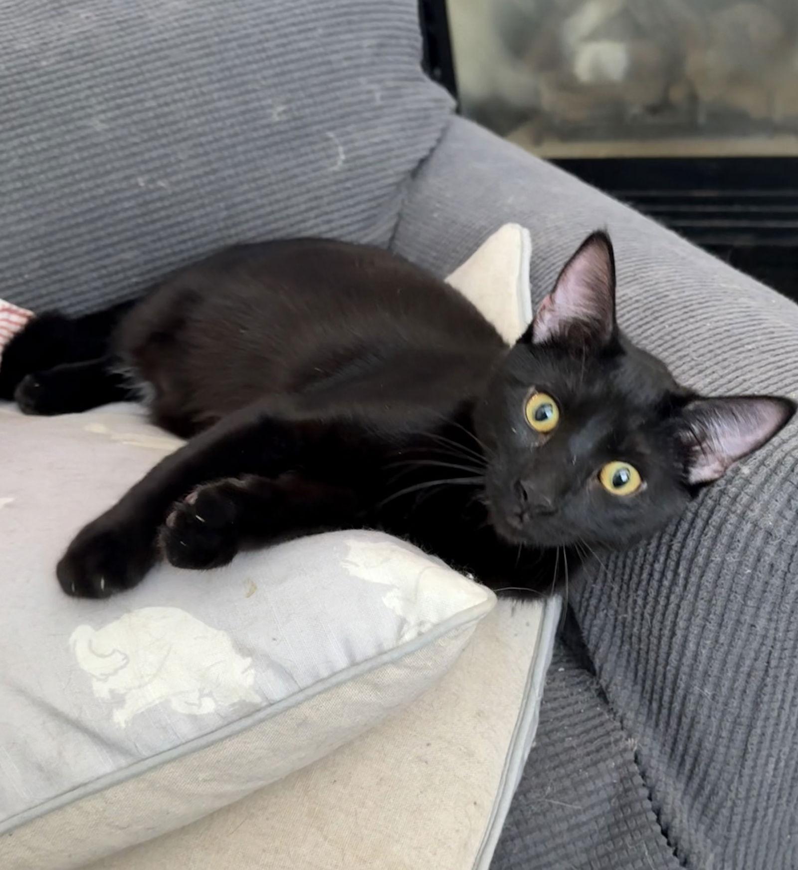 Etowah, a Adoptable Domestic Short Hair in Ball Ground, GA image 1/3