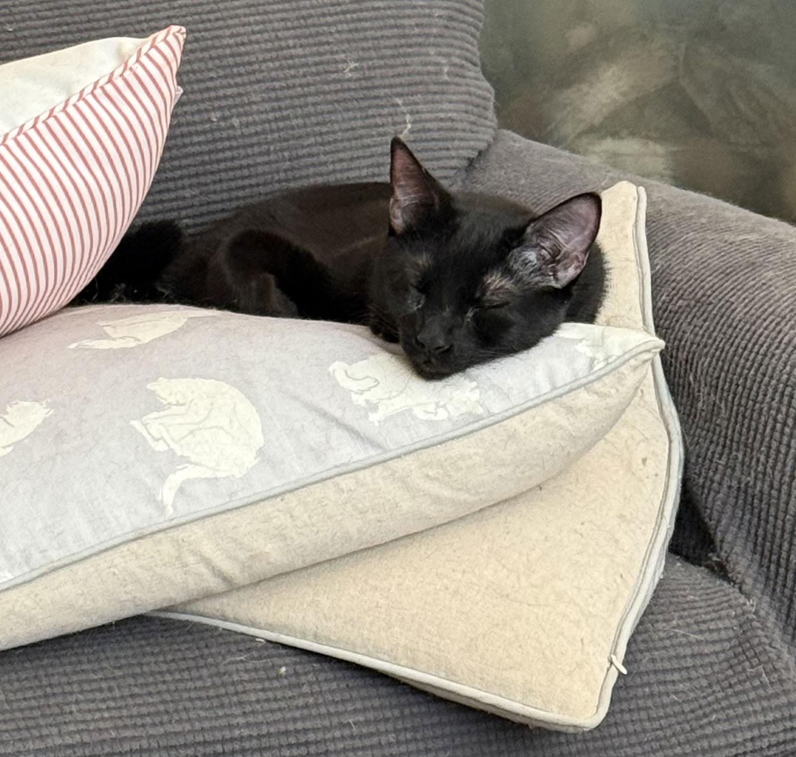 Etowah, a Adoptable Domestic Short Hair in Ball Ground, GA image 2/3