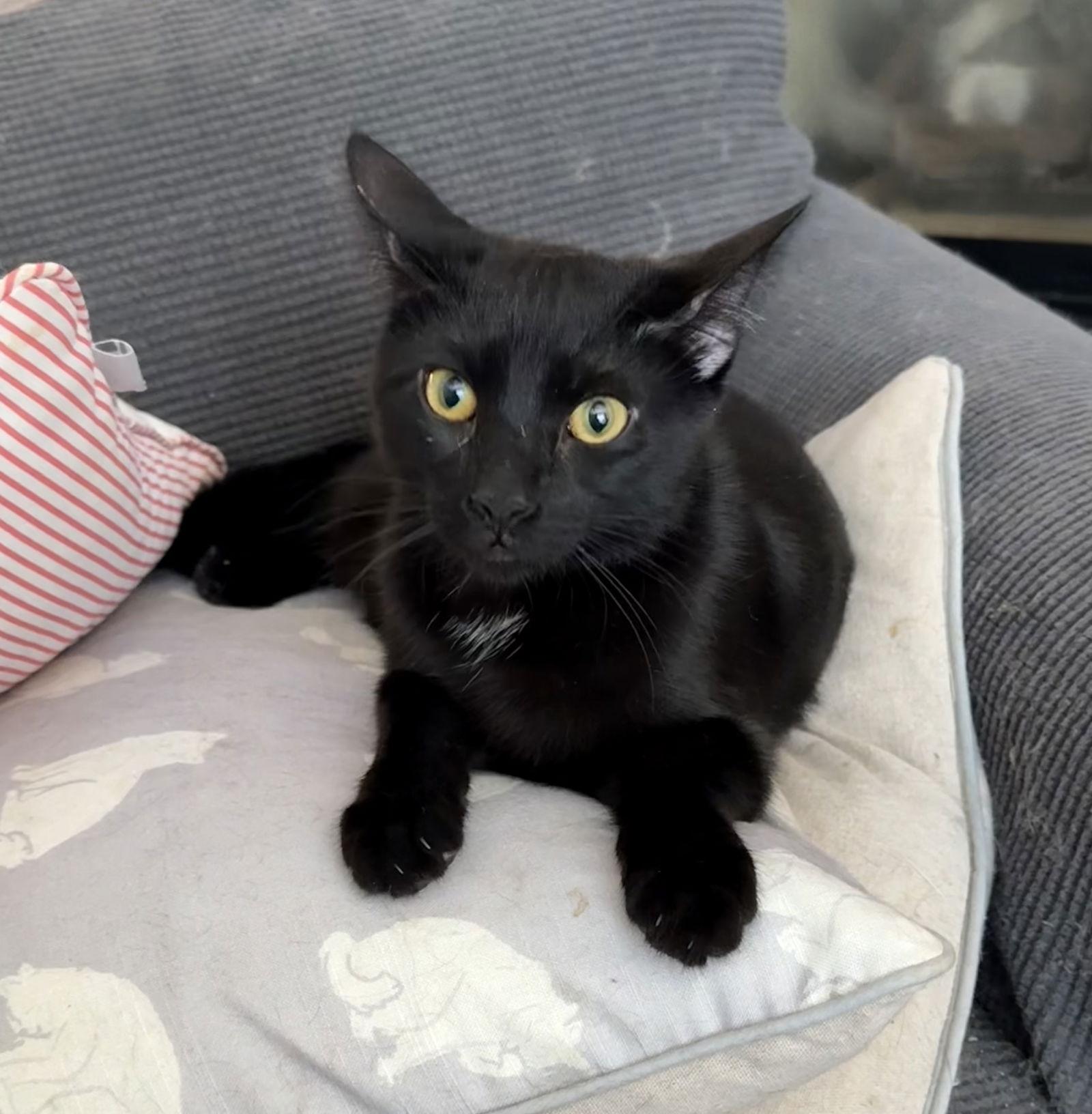 Etowah, a Adoptable Domestic Short Hair in Ball Ground, GA image 3/3