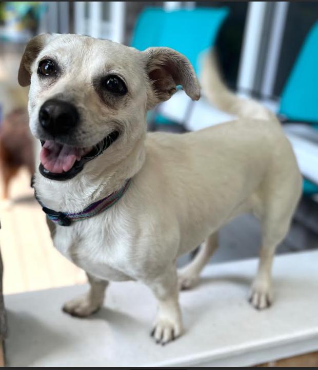 Puppy Love in RI $475 Odden, a Adopted Chihuahua in Cranston, RI image 1/3
