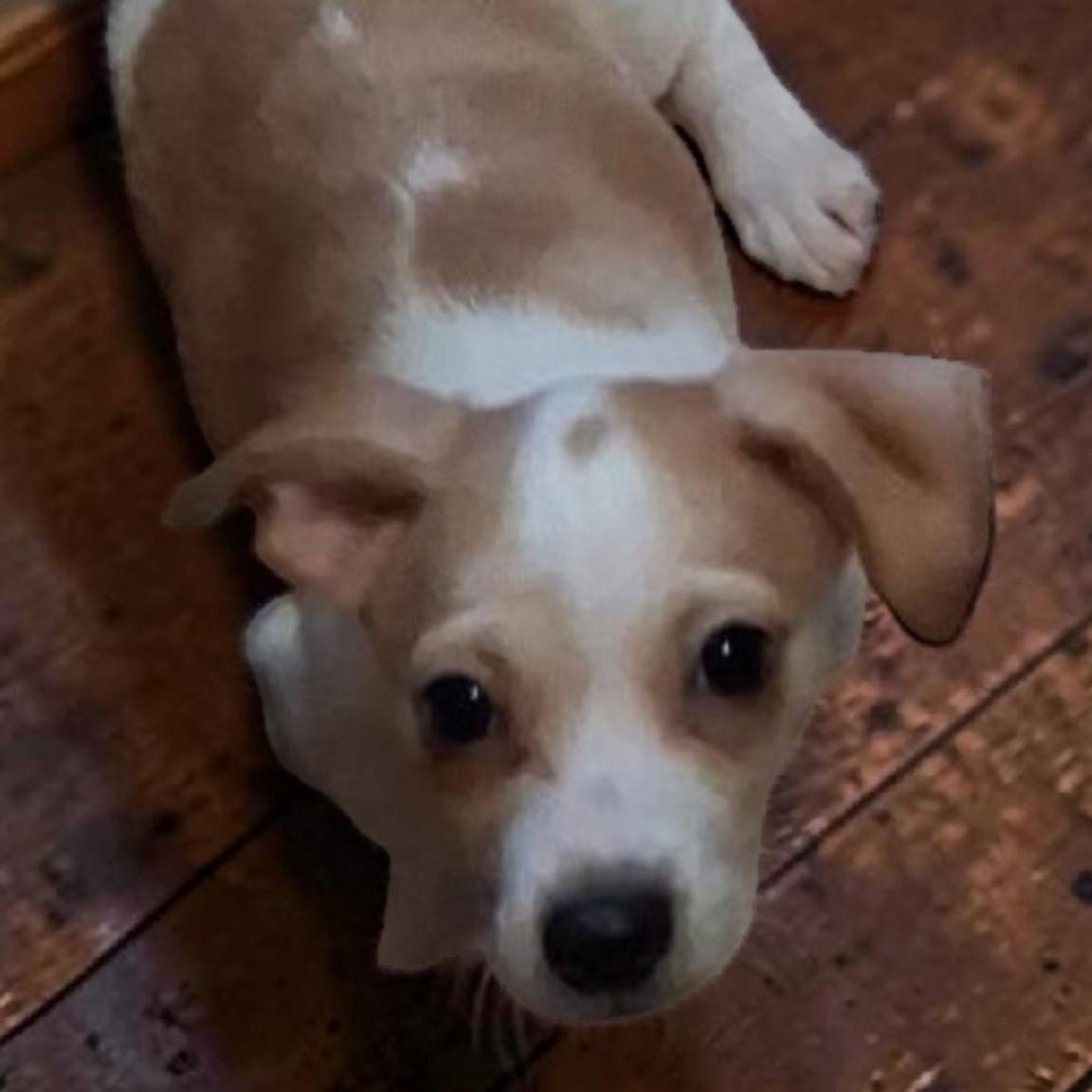 Enlarge Arthur, an adopted mixed breed in Portland, OR image 2/2