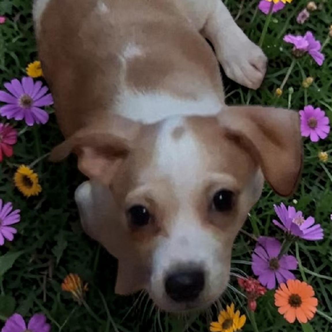 Enlarge Arthur, an adopted mixed breed in Portland, OR image 1/2