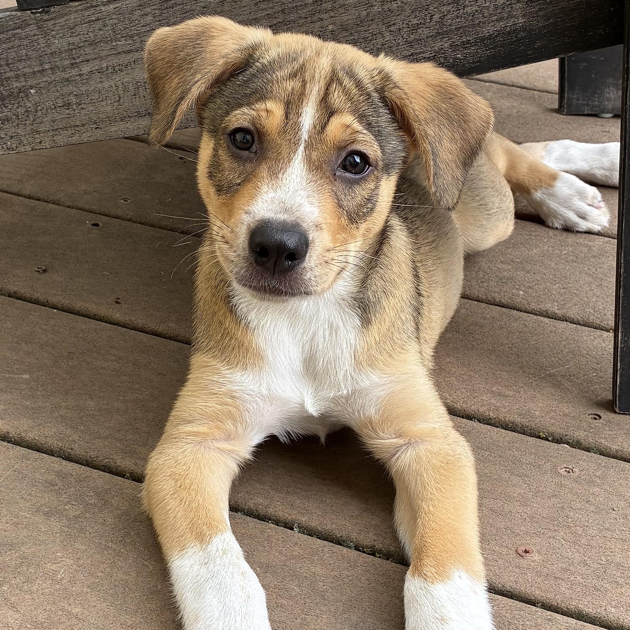 Marshal, ADOPTABLE, Puppy Male Shepherd.