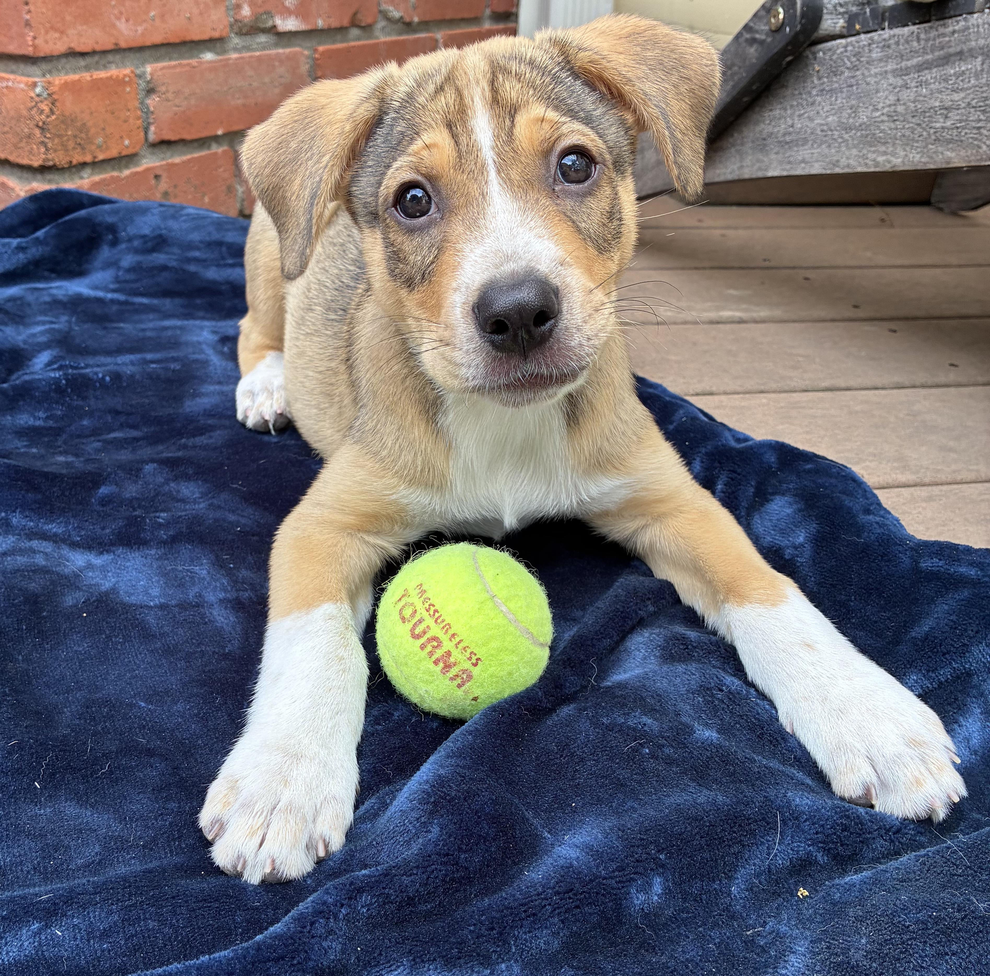 Enlarge Marshal, a ADOPTABLE mixed breed in Fort Collins, CO image 4/6