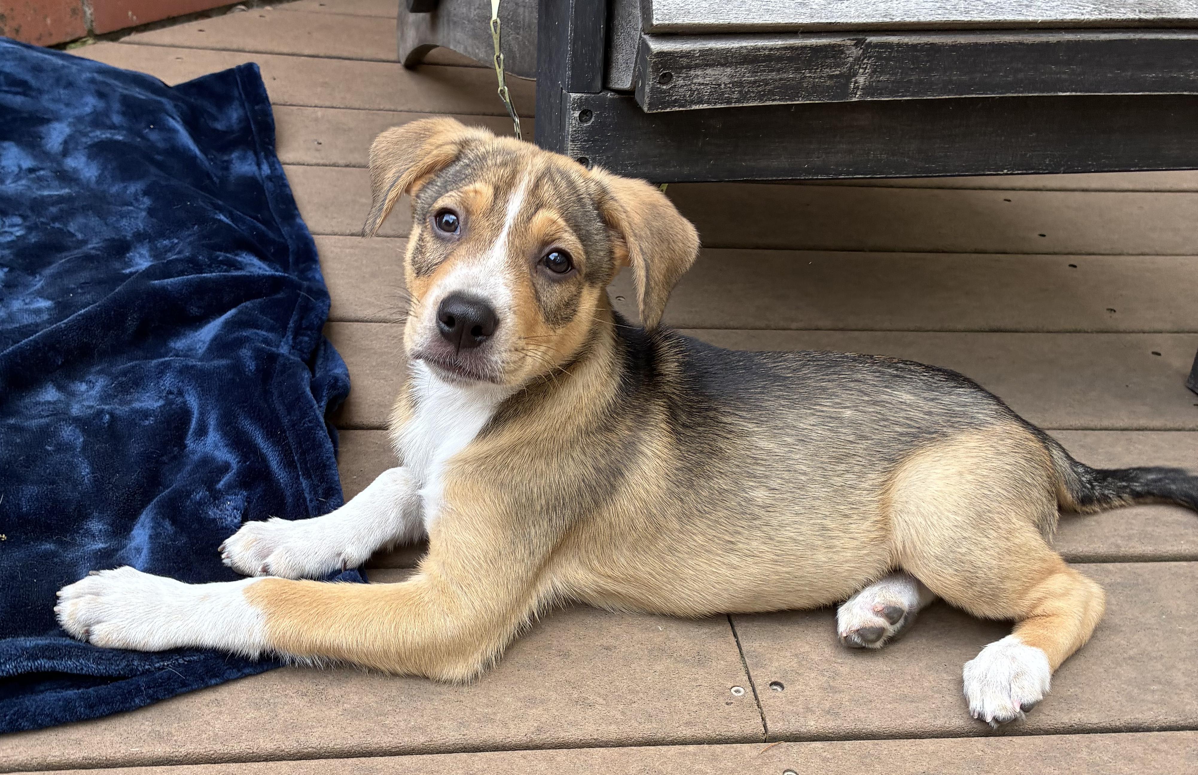 Enlarge Marshal, a ADOPTABLE mixed breed in Fort Collins, CO image 3/6