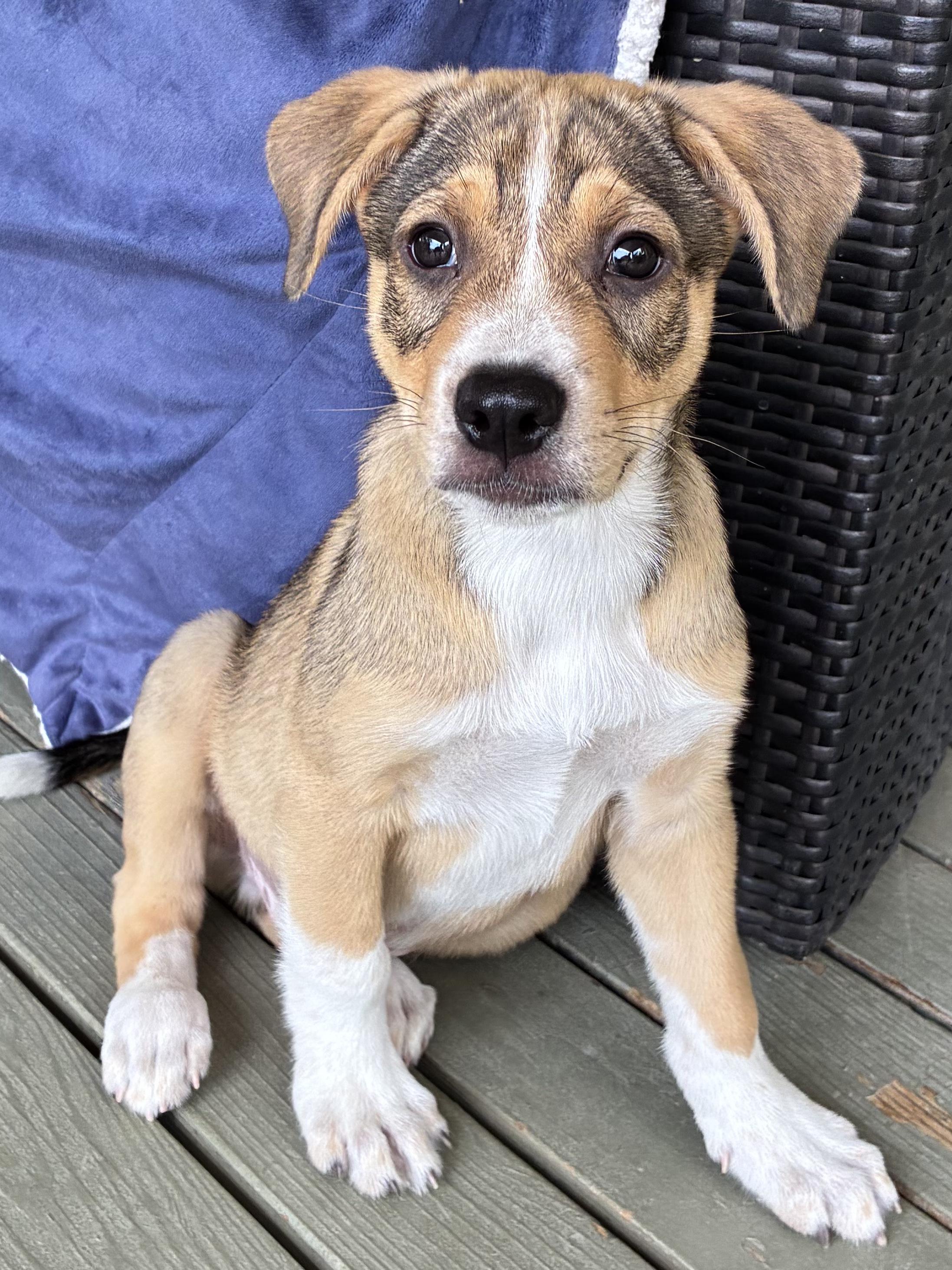 Enlarge Marshal, a ADOPTABLE mixed breed in Fort Collins, CO image 2/6