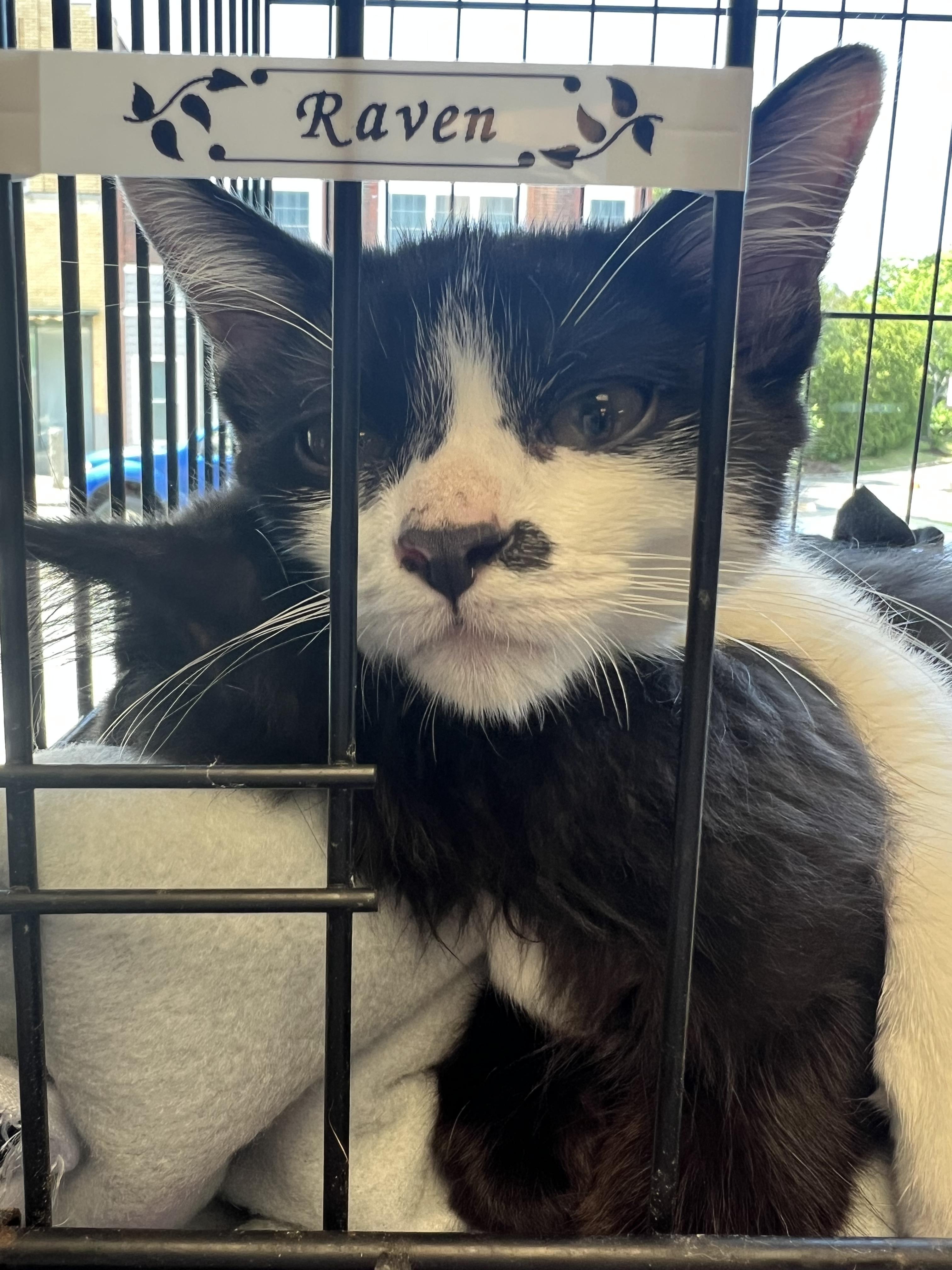 Robin, an adoptable American Shorthair in Bangor, ME, 04401 | Photo Image 1