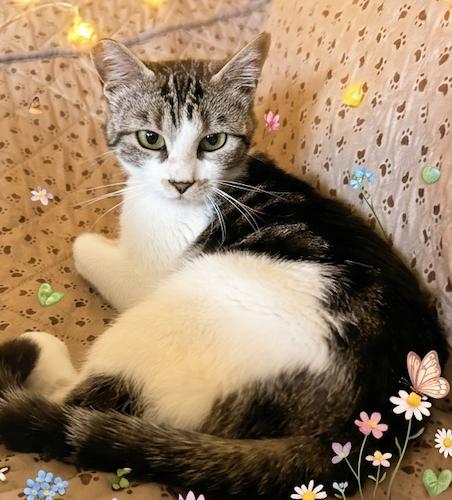 VickyQ, ADOPTABLE, Kitten Female Tabby & Domestic Short Hair.