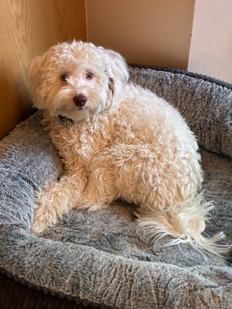 Enlarge Sully, a Adoptable mixed breed in West Bloomfield, MI image 2/5
