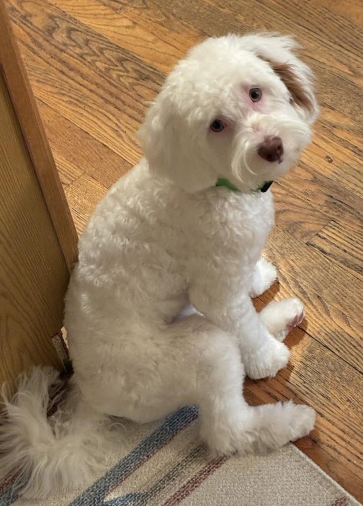 Enlarge Sully, a Adoptable mixed breed in West Bloomfield, MI image 5/5