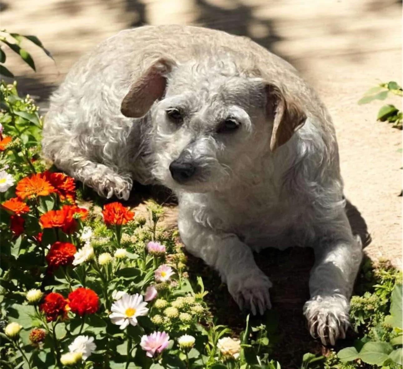 Rachel, Adoptable, Adult Female Terrier.