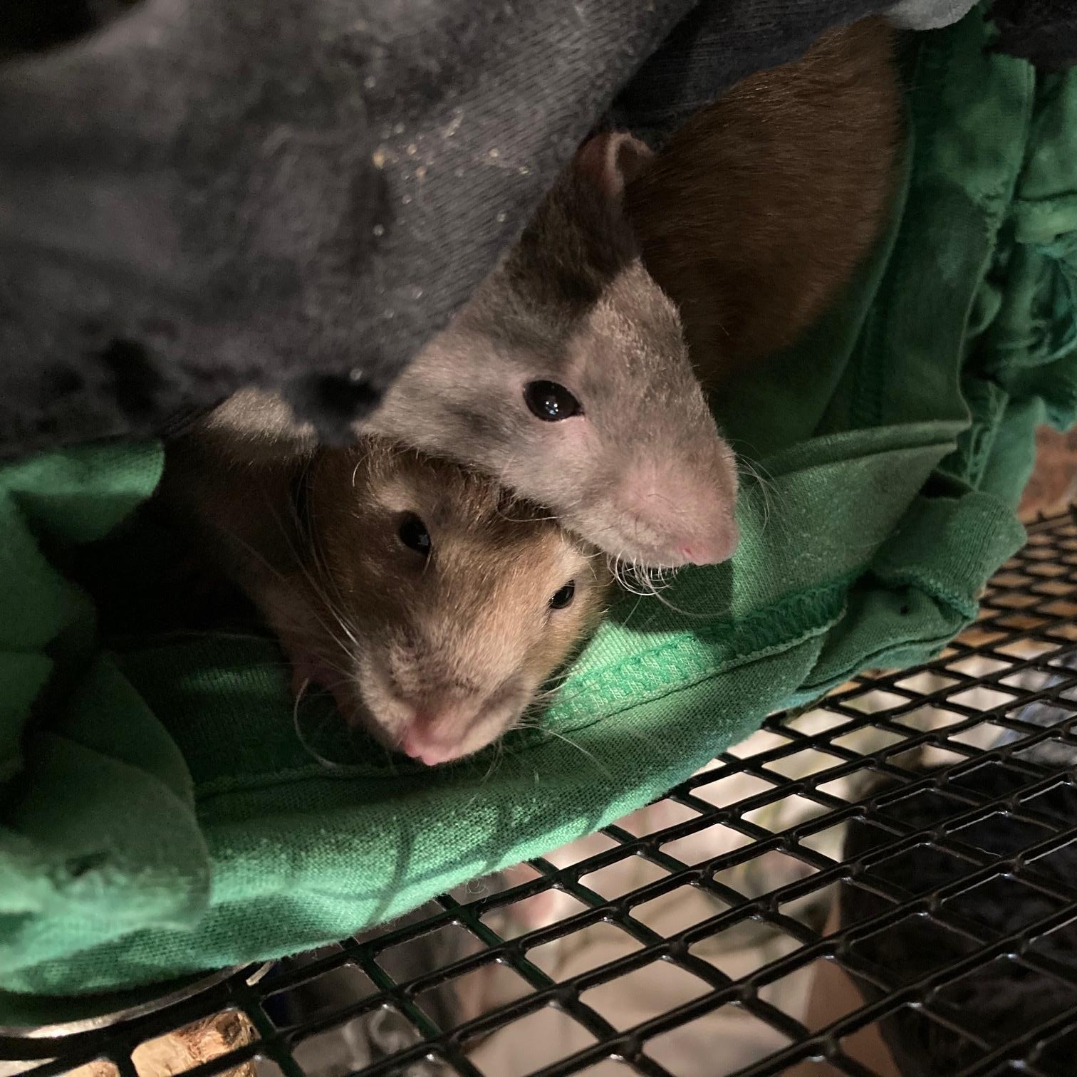 MJ & Peter Parker, ADOPTABLE, Adult Female Rat.