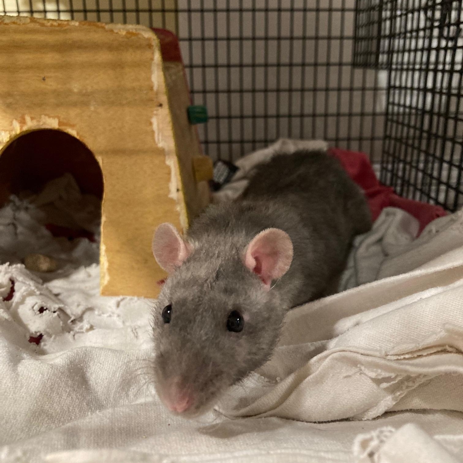 Enlarge MJ & Peter Parker, a ADOPTABLE Rat in Grand Rapids, MI image 2/4