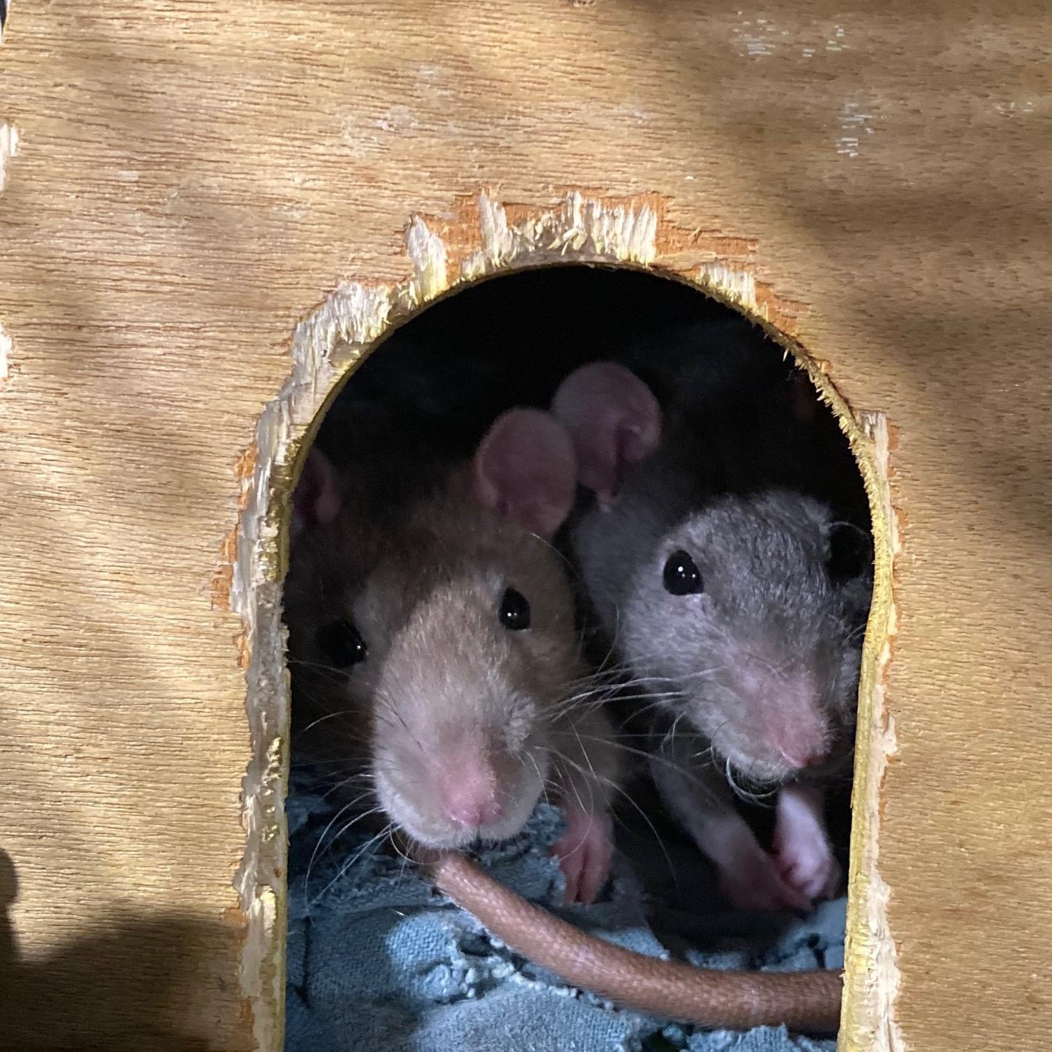 Enlarge MJ & Peter Parker, a ADOPTABLE Rat in Grand Rapids, MI image 3/4