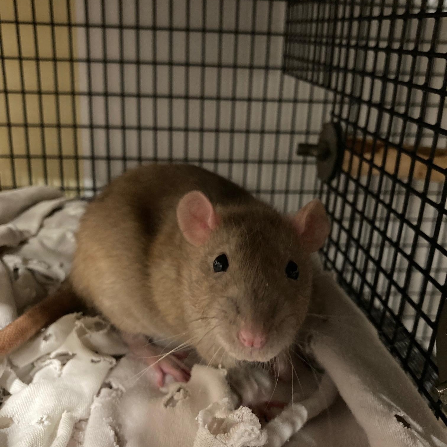 Enlarge MJ & Peter Parker, a ADOPTABLE Rat in Grand Rapids, MI image 4/4