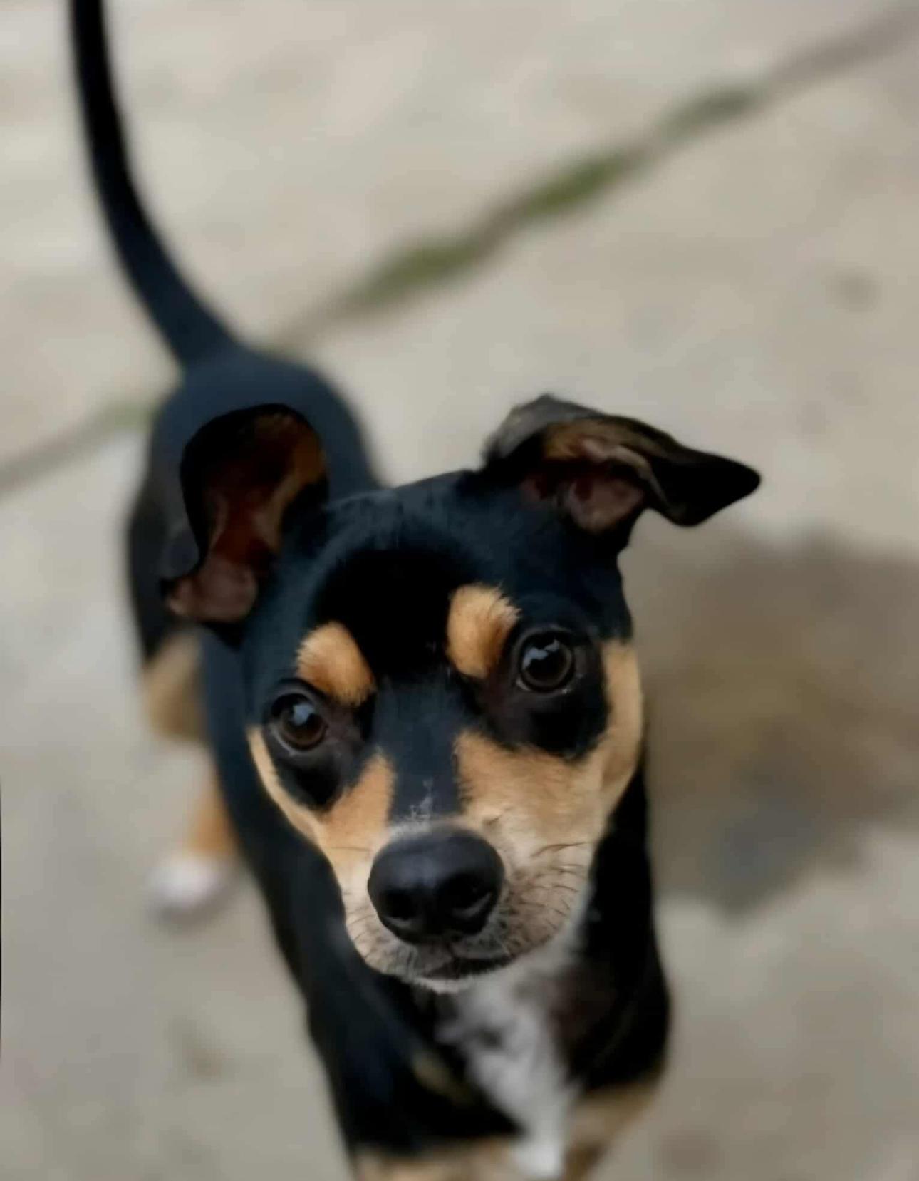 Tadpole, Adopted, Young Male Chihuahua & Rat Terrier.