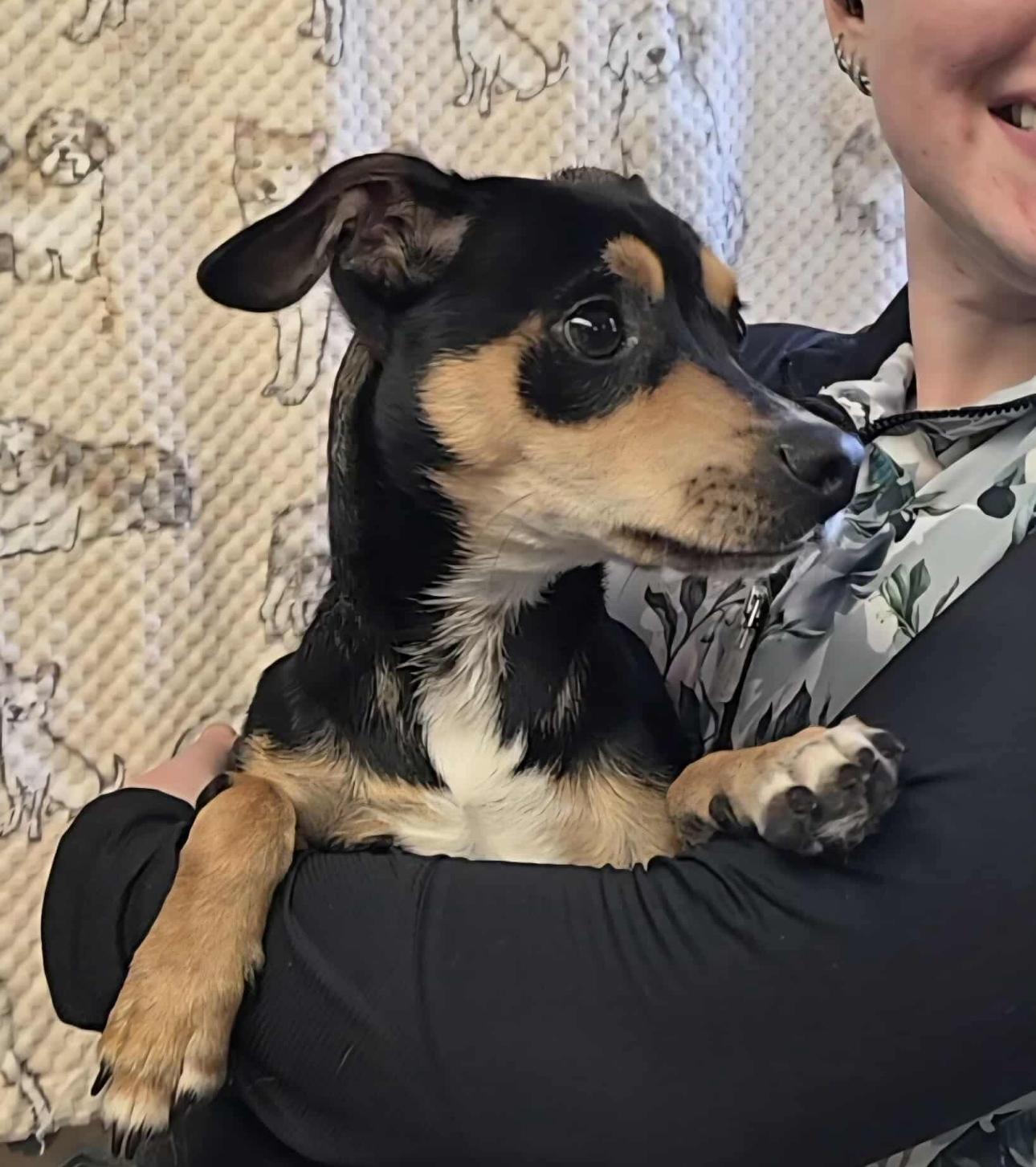 Tadpole, a Adopted mixed breed in Seattle, WA image 2/3