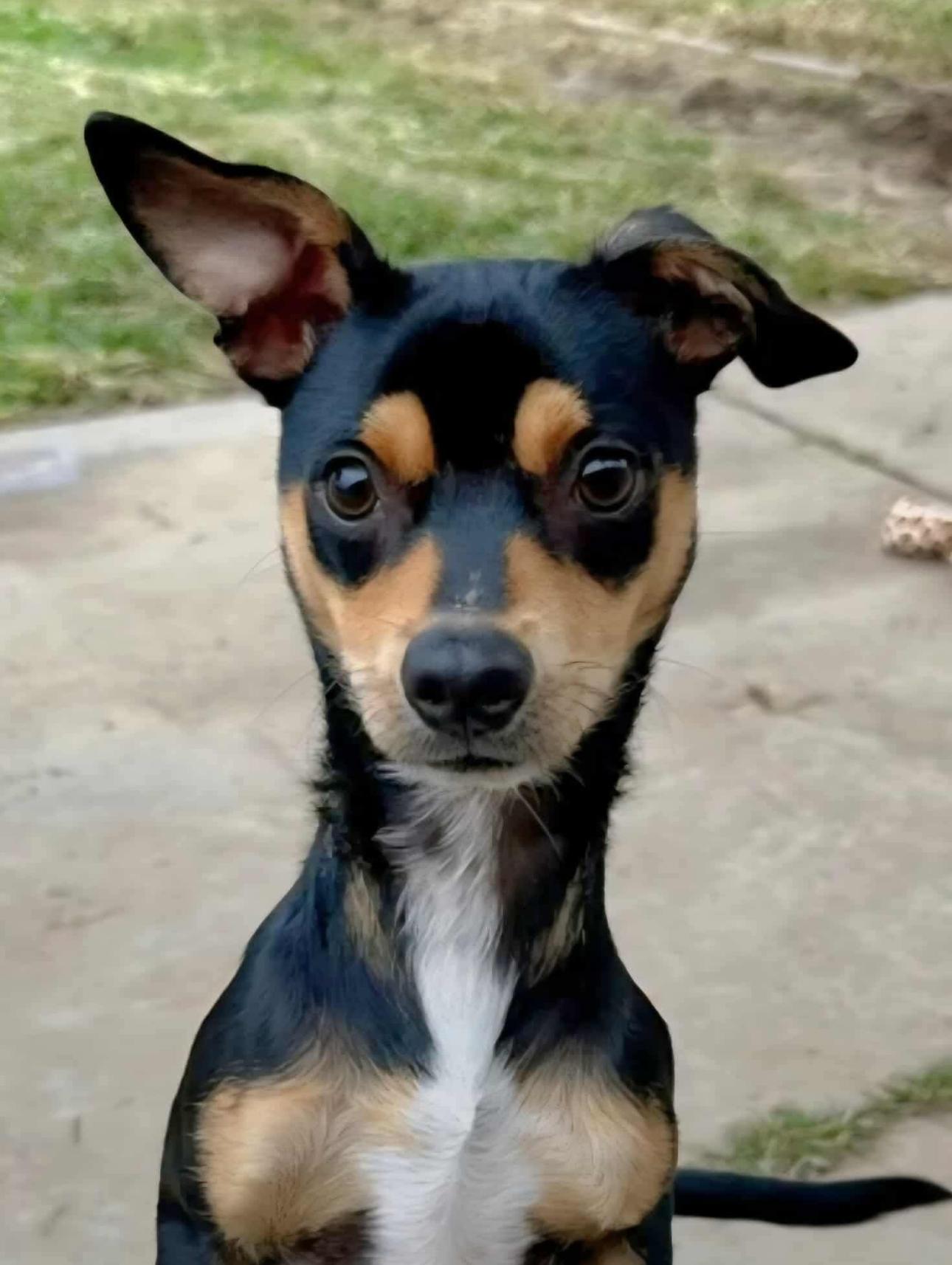 Tadpole, a Adopted mixed breed in Seattle, WA image 3/3