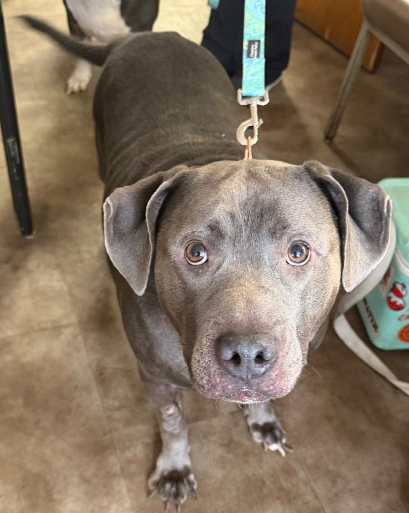 Enlarge Athena, a Adoptable Pit Bull Terrier in Springfield, OH image 1/1