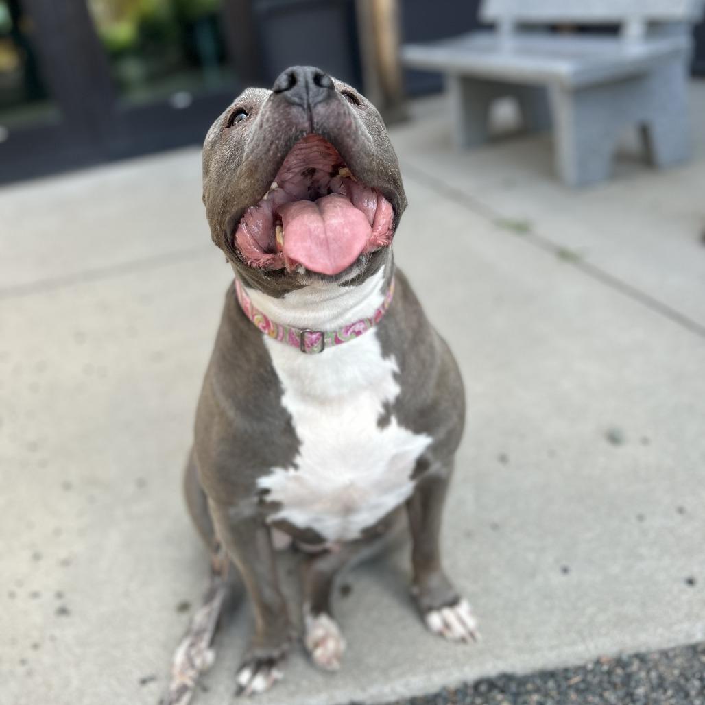 Enlarge Princess, a Adoptable Pit Bull Terrier in Cheyenne, WY image 1/5