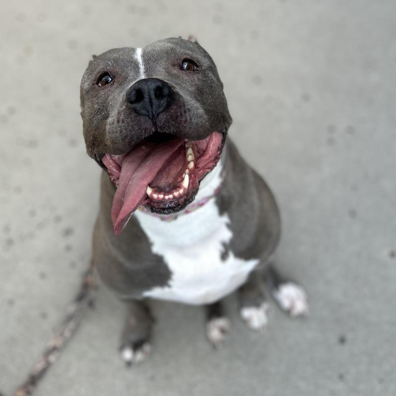 Enlarge Princess, a Adoptable Pit Bull Terrier in Cheyenne, WY image 2/5