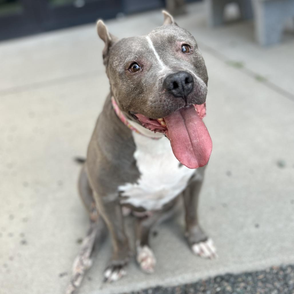 Enlarge Princess, a Adoptable Pit Bull Terrier in Cheyenne, WY image 3/5