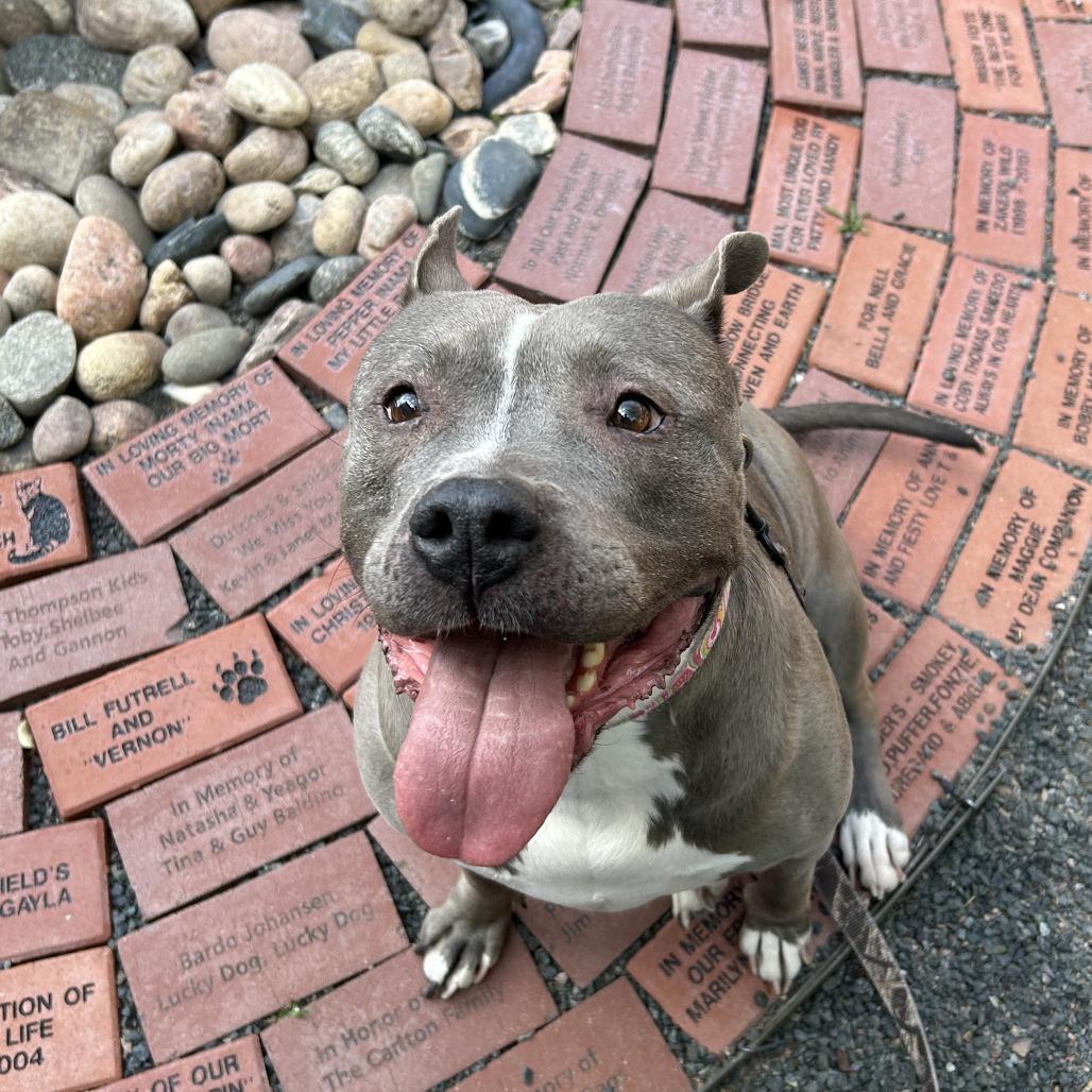 Enlarge Princess, a Adoptable Pit Bull Terrier in Cheyenne, WY image 4/5
