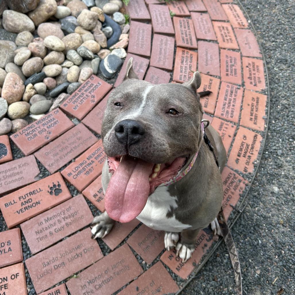 Enlarge Princess, a Adoptable Pit Bull Terrier in Cheyenne, WY image 5/5