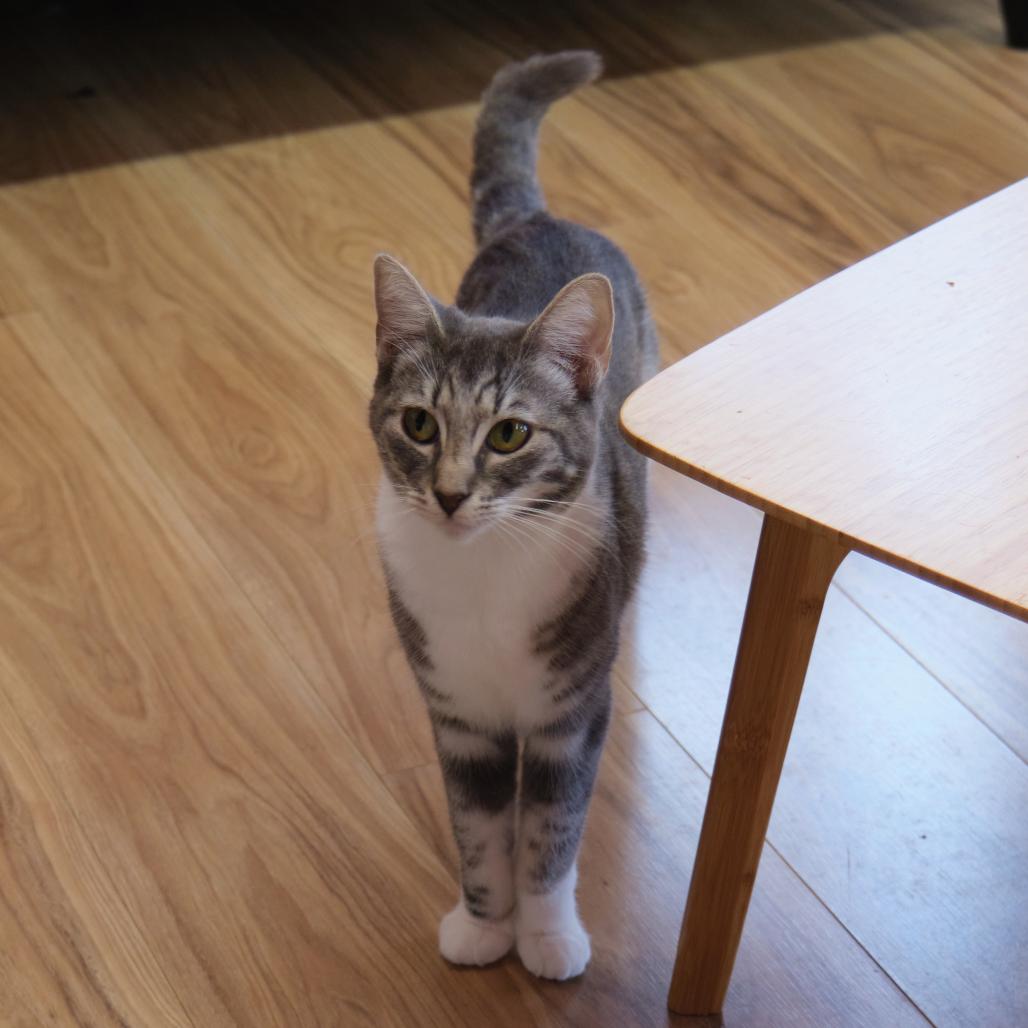 Enlarge Asling, a Adoptable Domestic Short Hair in Morgan Hill, CA image 1/1