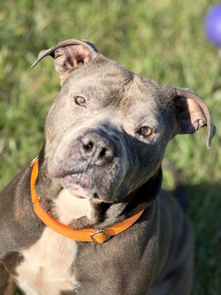 BEEFY, Adoptable, Young Male Pit Bull Terrier.