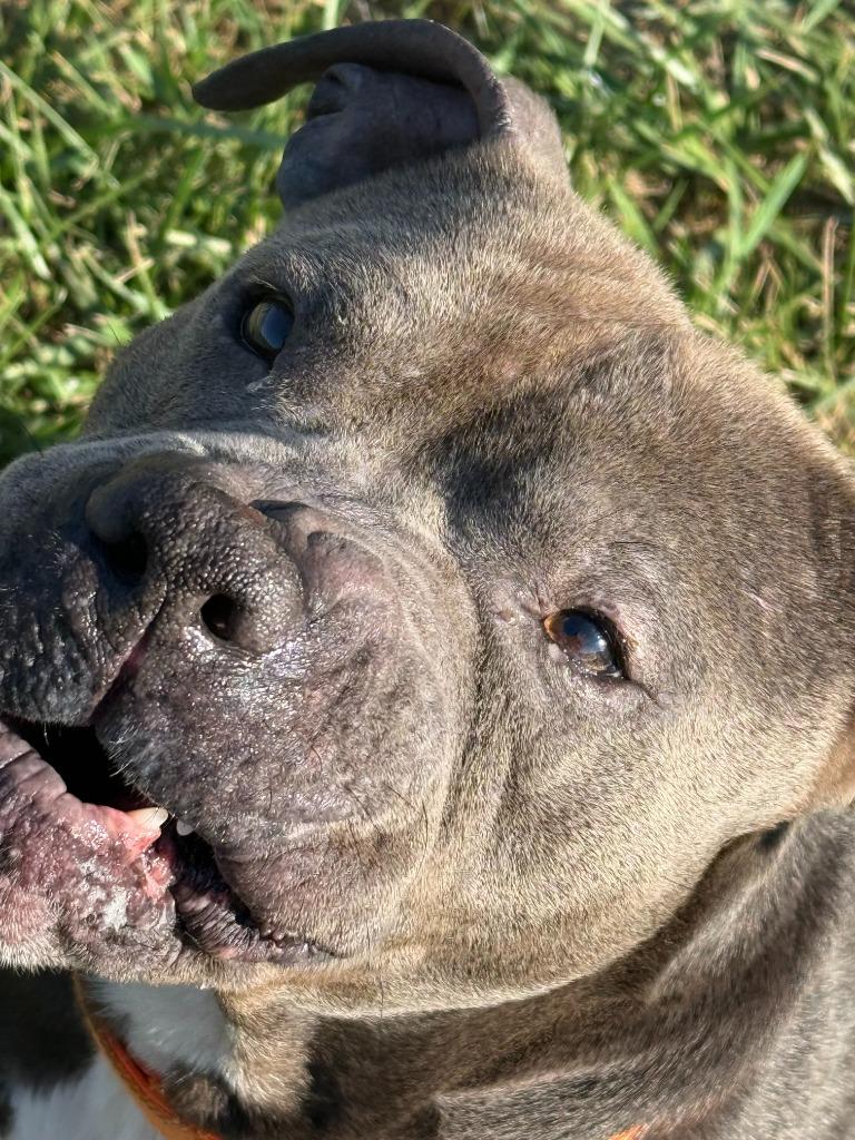 Enlarge BEEFY, a Adoptable Pit Bull Terrier in Moberly, MO image 2/4